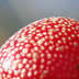 Wild berries growing in a nature preserve in Brookfield, CT.