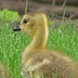 Mother goose leading around her babies.